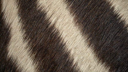 Animal hair of fur african zebra leather texture background.