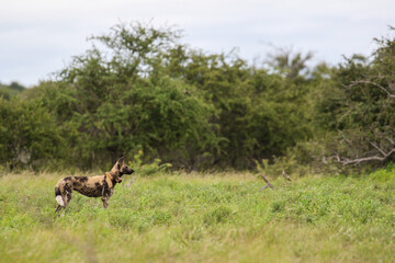 African Wild Dog, Kruger National Park 