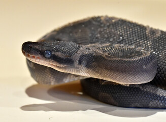Obraz premium A beautiful python regius snake with selective focus