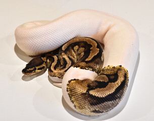  A beautiful python regius snake with selective focus
