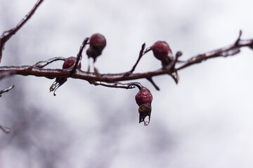 Red rosebuds in ice from freezing rain in winter. Cold concept