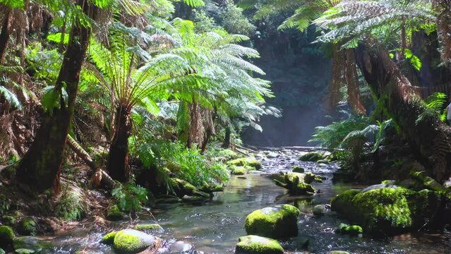 Ferns along jungle river with idyllic waterfall view