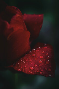 red rose with water drops