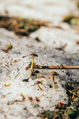 Mushrooms in the mountains, yellow grass, remnants of snow