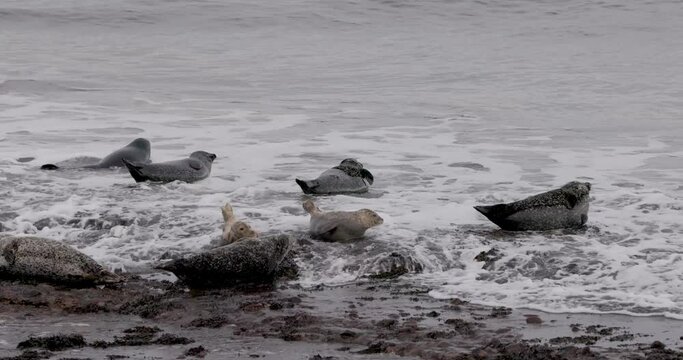 Footage of beautiful Cute Seal Pups Surrounded by their Family at the Beach