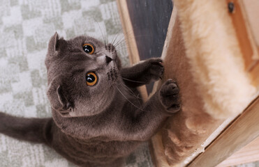 close up kitten at the wall scratching post in the room, top view