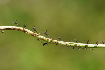 close up of aphids walking on a plant