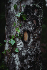 Fototapeta premium Close shot of tree and bush with textures