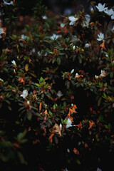 Close shot of tree and bush with textures