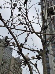Group of birds in bare tree branches with buildings in background