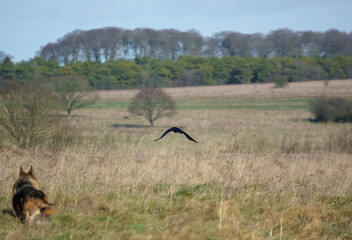 common raven (Corvus Corax) in flight over chalkland meadow 