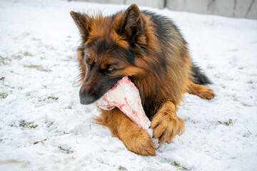 long haired german shepherd dog eating a bone in the snow