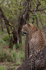 African Leopard in South Africa