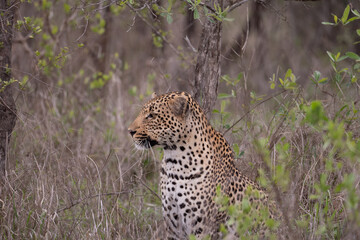 African Leopard in South Africa