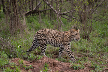 Fototapeta na wymiar African Leopard in South Africa