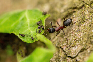 Close-up of a wood ant (formica) caring for vine fretters on a tree