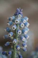 close up of a flower  (muscari armeniacum, blue spike)