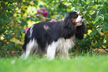Adorable tricolor Cavalier King Charles Spaniel dog posing outdoors standing near blooming pink...