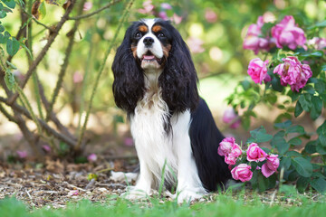 Adorable tricolor Cavalier King Charles Spaniel dog posing outdoors sitting next to a blooming pink...