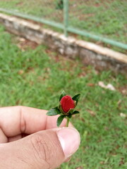 red rose in hand