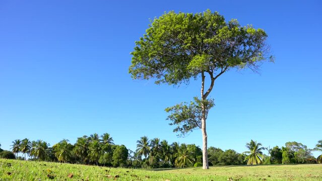 Lonely tree on a thin trunk and clear blue sky. Trimmed green grass and palm trees in the background. Beautiful tropical landscape