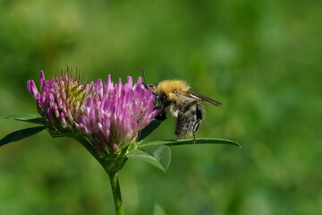 bombus pascuorum - carder bee