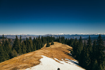 Snow-capped mountains, meadow and coniferous forest, spring, winter