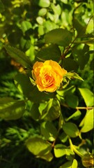 yellow rose on green background