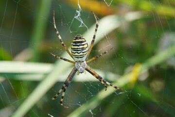 wasp spider close up
