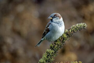 Male house sparrow, Passer domesticus