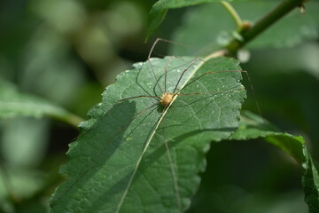 opilio spider close up