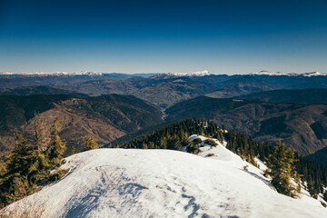Mountains, coniferous forest in the snow, deforestation, spring