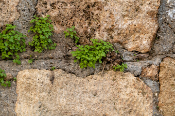 Plants growing on stone wall and its texture