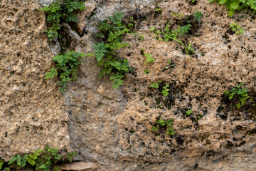 Plants growing on stone wall and its texture
