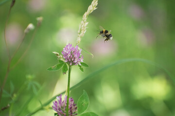 a bee flying towards a purple flower