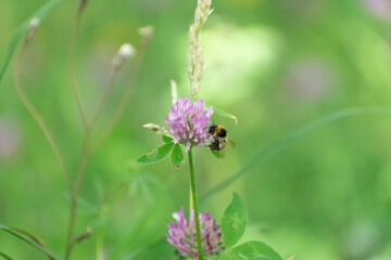 a bee pollinating a purple flower in the field