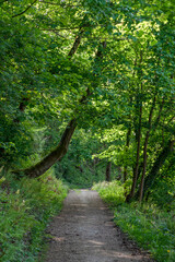 Obraz premium path in a green forest of asturias