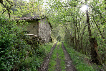 Fototapeta na wymiar path in a leafy green forest of asturias