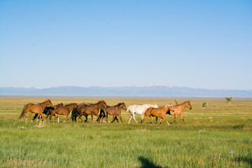 Fototapeta na wymiar Band of horses in Colorado