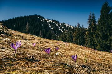 Purple flowers, crocuses and snowdrops on yellow grass, spring