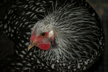 Silver-laced Wyandotte pullet