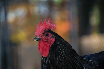 Jersey giant cockerel