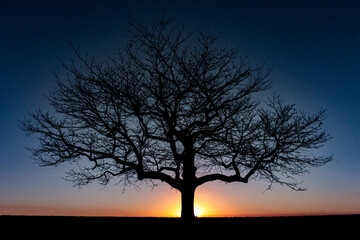 tree silhouette at sunset