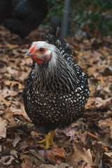 Silver-laced Wyandotte pullet
