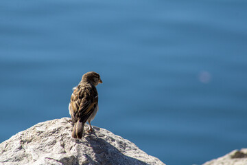 house sparrow