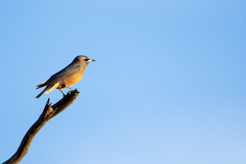 Perched White-browed Woodswallow