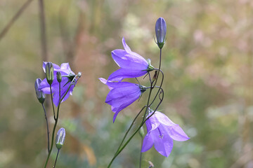 Harebell, also known as Bluebell or Bluebell bellflower, wild flower from Finland