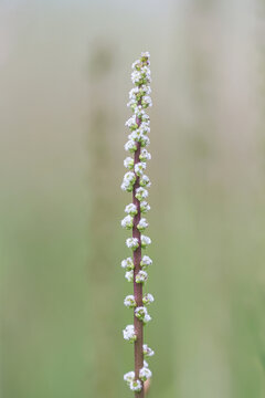 Seaside arrowgrass, also known as common arrowgrass, sea arrowgrass and shore arrowgrass, wild plant from Finland