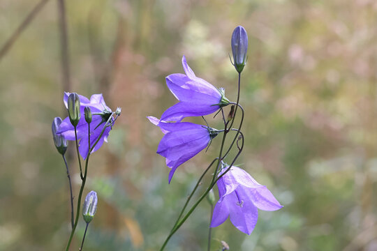 Harebell, also known as Bluebell or Bluebell bellflower, wild flower from Finland