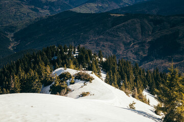 Mountains, coniferous forest in the snow, deforestation, spring